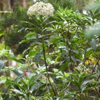 Psiadia laurifolia Bois de tabac Asteraceae Endémique La Réunion 772.jpeg